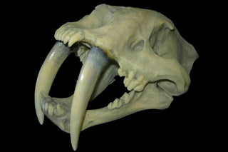 evmlookbook_expertvillagemedia