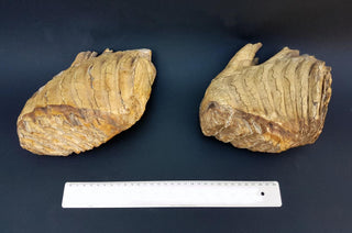 evmlookbook_expertvillagemedia