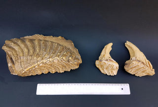 evmlookbook_expertvillagemedia