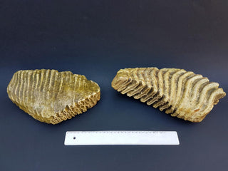 evmlookbook_expertvillagemedia